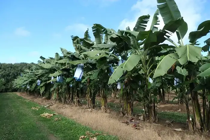 Problem Identification